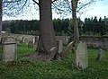 Čeština: Strom prorůstající nad náhrobky na židovském hřbitově v Bělči, mezi obcemi Běleč a Elbančice, okres Tábor. English: Tree growing over gravestones at the Jewish cemetery in Běleč, between Běleč and Elbančice, Tábor district]], Czech Republic