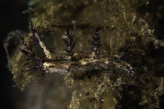 The nudibranch Cabangus cf. regius, Pulau Sangyeang, Indonesia. Form with pointed, raised body tubercles. B159444-1.jpg