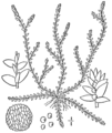 1.2. Selaginella apus Fig.117