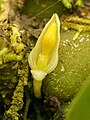Bulbophyllum raulersoniae