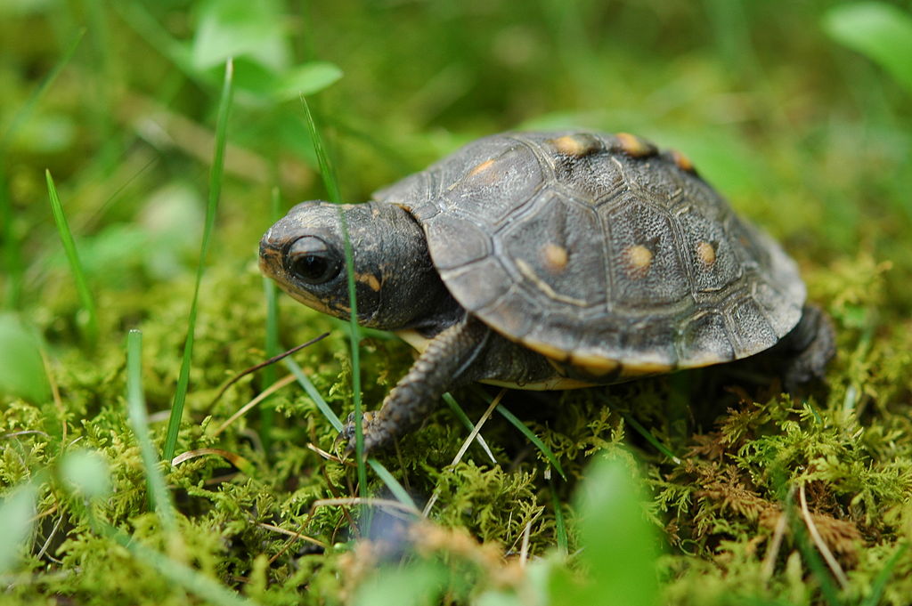 baby turtle wallpaper