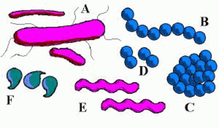 Tập_tin:Bacteria_shape.png