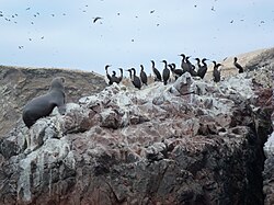 les Îles Ballestas et la Réserve nationale de Paracas.- Pérou.