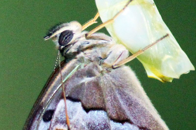 File:Bamboo Treebrown (Lethe europa) 31 Butterfly (2016.09.05).jpg