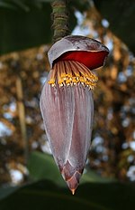 Miniatura para Flor de banano