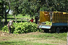 Nearly all banana workers in Costa Rica are organized in unions Bananas for market.JPG