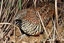 The barred buttonquail is a common resident of Thailand. Barred buttonquail Nandihills 18July2006bngbirds.jpg