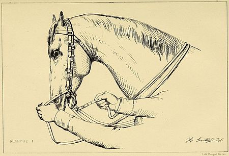 Filet (équitation) — Wikipédia