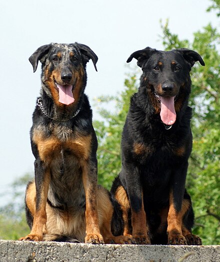 A harlequin (left) and a black and tan (right) Beauceron