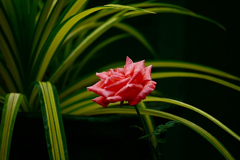 File:Beautiful Pink Rose Flower.jpg