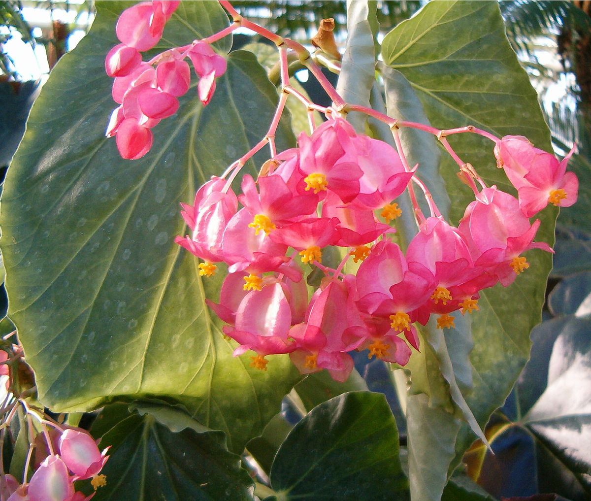 File:Begonia CorallinaHybrids PresidentCarnotInflorescenceA.jpg - Wikimedia  Commons