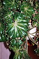 Begonia erythrophylla bunchii 03.jpg