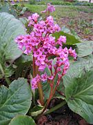 Bergenia cordifolia