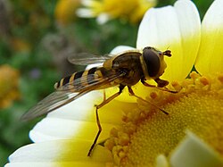 Syrphus ribesii , sa karakterističnim obilježjima dvokrilaca: velike oči s, male antene, usisni usni aparat, jedan par letećih krila  i zadnja krila reducirana na haltere