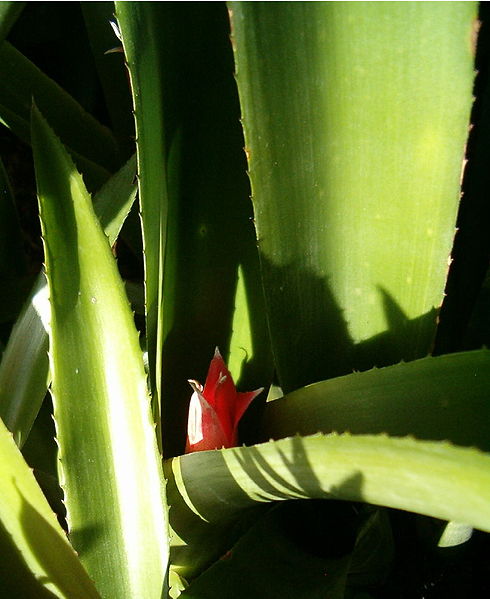 File:Billbergia macrocalyx HabitusYoungInflorescence BotGardBln1006a.jpg