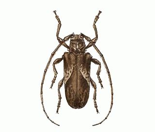 <i>Ischiocentra</i> Genus of beetles