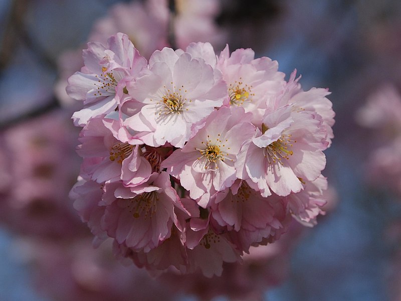Blüten Baum.JPG