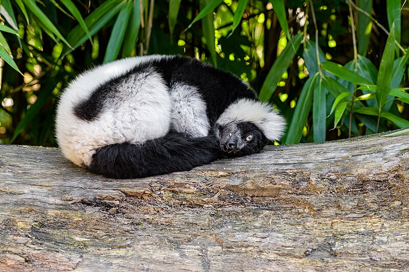 File:Black and white ruffed lemur - 51483878866.jpg