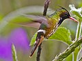 Miniatura para Lophornis helenae