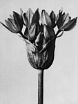 Knoblauchpflanze (Allium ostrowskianum)
