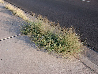 <i>Boerhavia intermedia</i> Species of flowering plant