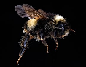 Beschrijving van de Bombus terricola.jpg afbeelding.