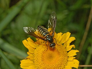 <i>Lomatia belzebul</i> Species of fly