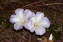 Bonamia grandiflora (Скотт Зона) 001.jpg