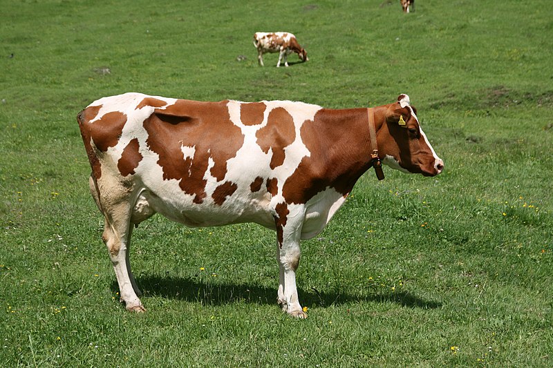 File:Bos taurus taurus sideview.JPG