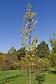 * Nomination Malus tschonoskii in the Botanical Garden of Berlin --A.Savin 11:09, 23 October 2014 (UTC) * Promotion Good quality. I really like your work! --Hubertl 13:06, 23 October 2014 (UTC)