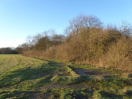 Bowd Lane Wood 1