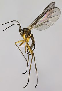 <i>Bradysia fungicola</i> Species of fly