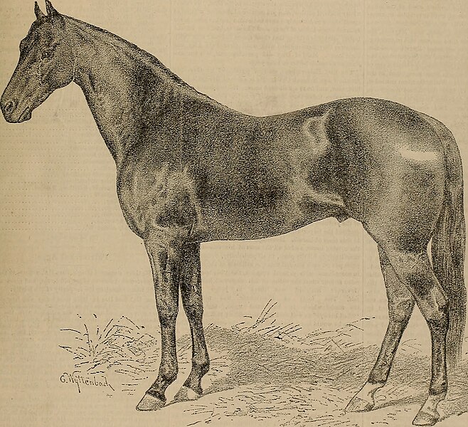 File:Breeder and sportsman (1886) (19791020783).jpg