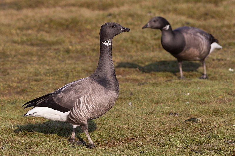 File:Brent goose (Branta bernicla).jpg