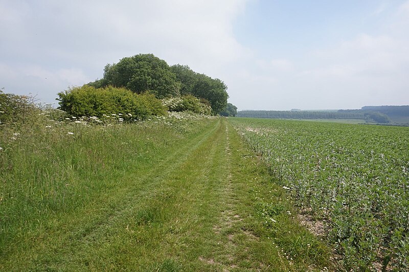 File:Bridleway towards Ringlands Plantation (geograph 6512640).jpg