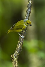 Miniatura para Euphonia mesochrysa