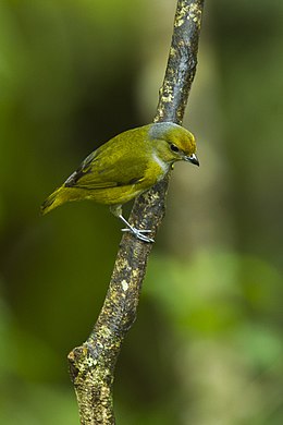 Bronze-vert Euphonia - Equateur du Sud S4E0810 (23.250.387.345) .jpg