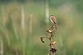 * Nomination Brown Shrike, One of the small shrike. By User:Mildeep --Nabin K. Sapkota 07:45, 12 March 2024 (UTC) * Promotion  Support Good quality. --Velvet 07:53, 13 March 2024 (UTC)