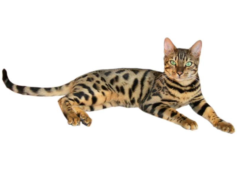 File:Brown spotted tabby bengal cat 2.png