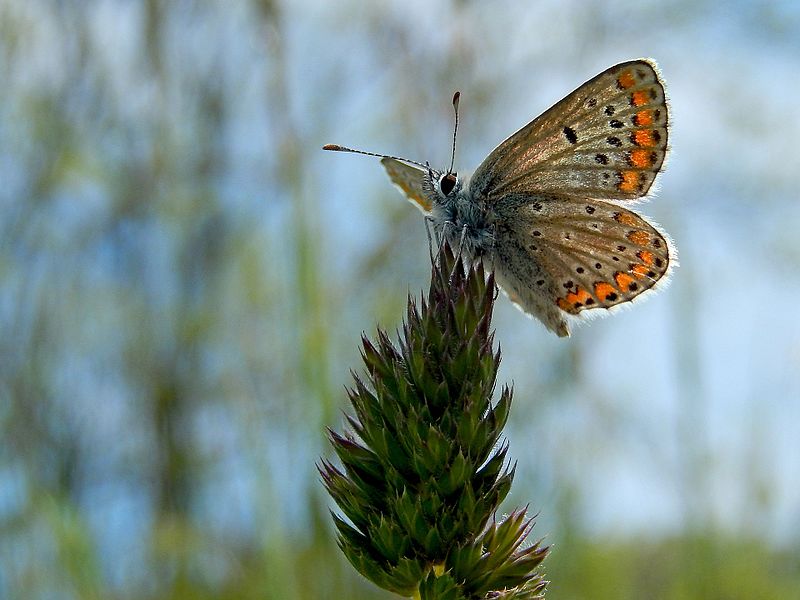 File:Bruin blauwtje - Culemborg (NL) - Kars Veling.jpg