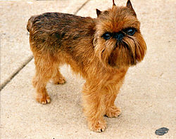 Brussels Griffon Rembrant (jpg format).jpg