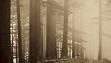 Misty mornings at Budher forest rest house Budher FRH.jpg