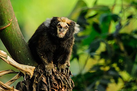 Buffy-tufted marmoset (Callithrix aurita).jpg