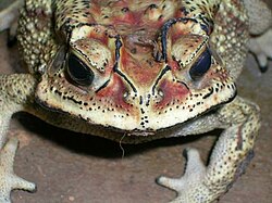 Bufo melanostictus front.jpg