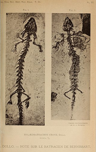 <i>Hylaeobatrachus</i> Extinct genus of amphibians