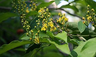 <i>Bunchosia</i> Genus of flowering plants