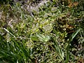 Bupleurum stellatum