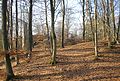 Rundeck castle ruins hidden in the forest of the Schlossberg from the east