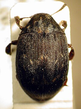 Byrrhus pustulatus