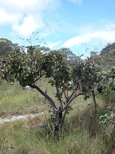 File:Byrsonima crassa 1 João de Deus Medeiros.jpg